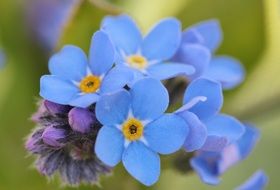 macro photo of blue forget me not flowers