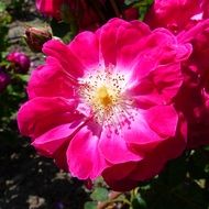 lush garden flowers