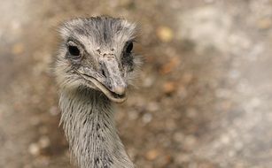 portrait of a water bird