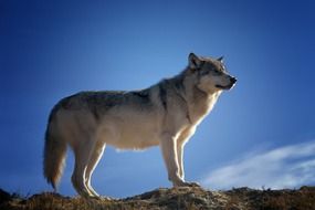 predatory gray wolf in montana