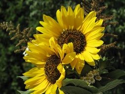 wonderful sunflower