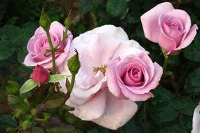 roses in the garden at home