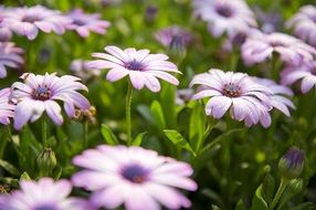 field of delicate purple flowers