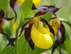 yellow maroon orchid