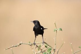 beautiful and delightful africa birds