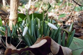 snowdrop white tender buds