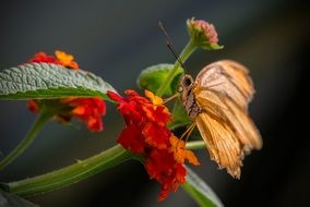 yellow butterfly on red Kalanchoe