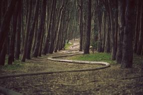 Path in the form of a snake among forest trees