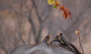 oxpeckers