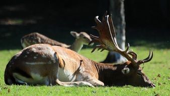 deer sleep on the grass