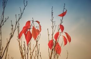 beautiful and delightful red autumn leaves
