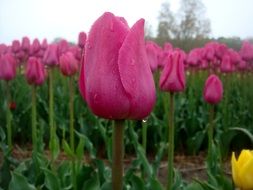 tulip field after rain