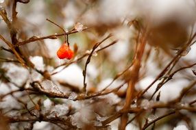 Red berry on a bush in the winter