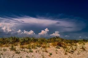 green plants in the desert under dark clouds