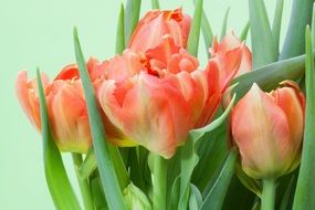 Close-up of the beautiful red and white tulip flowers with green leaves