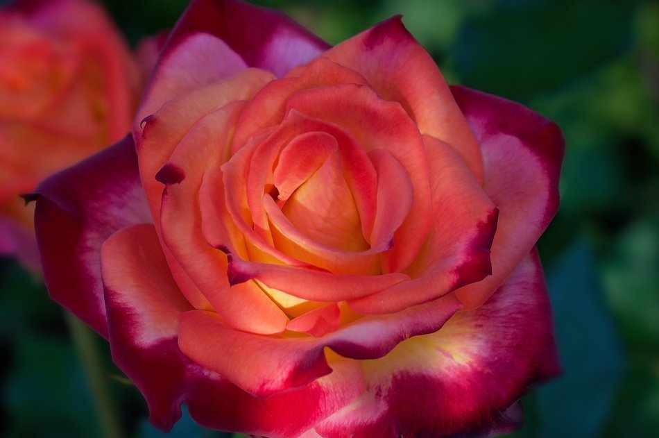 incredible rose orange