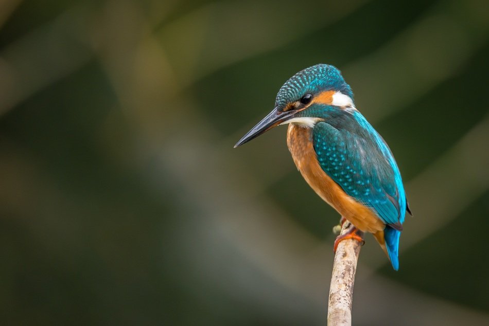 kingfisher in wildlife on a blurry background