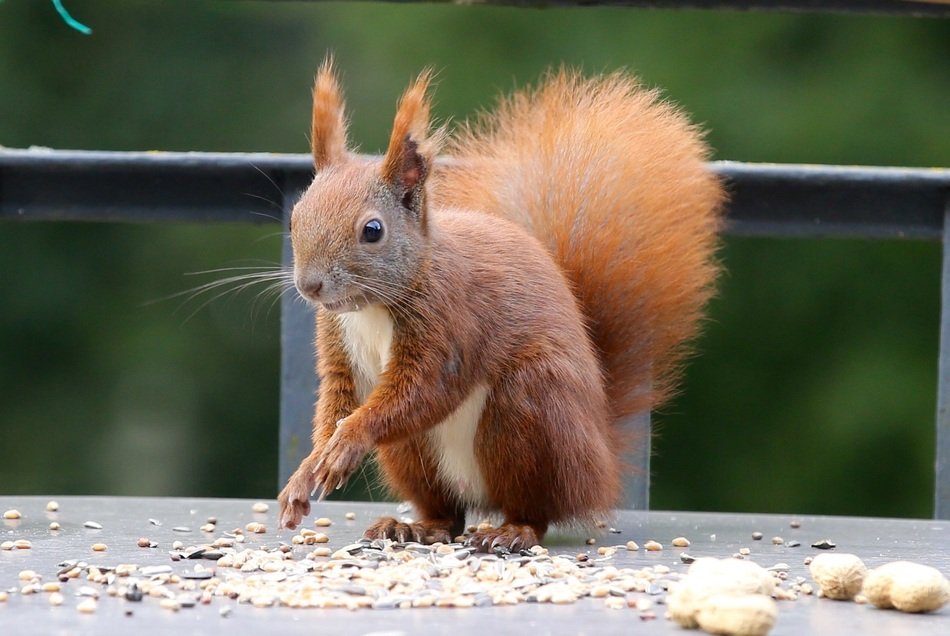 incredible beauty Ñute squirrel