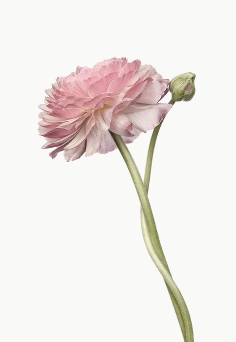 Beautiful, pink and white ranunculus flower at white background