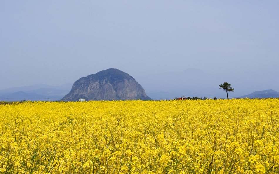 Spring yellow flowers on Jeju Island