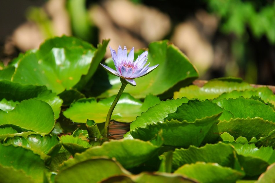 Purple flower in Thailand
