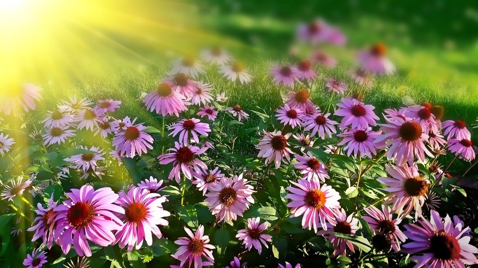 Rays of the Sun on daisies