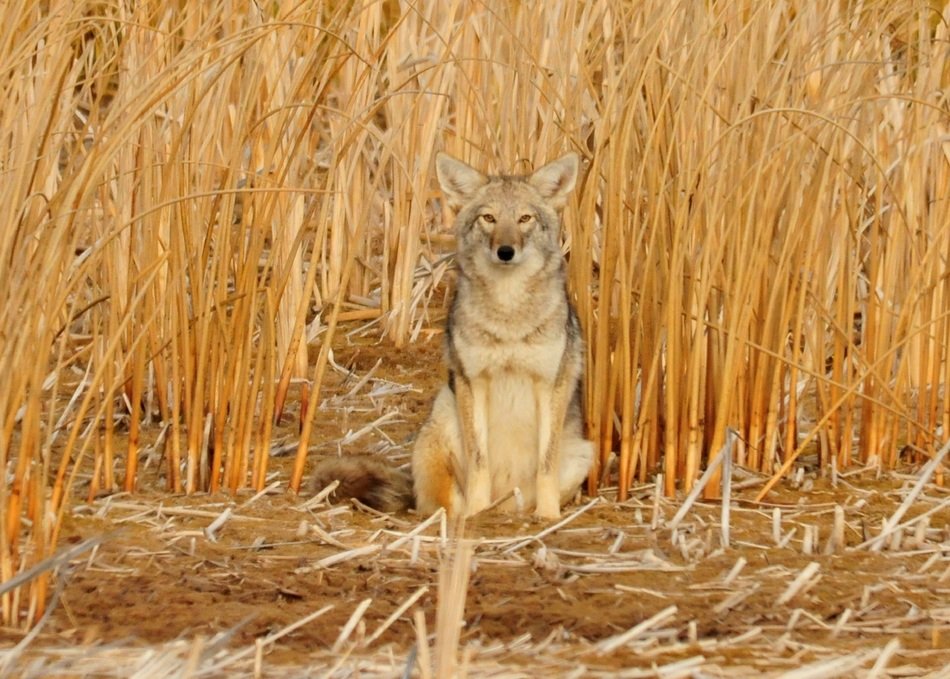 beautiful and delightful coyote sitting