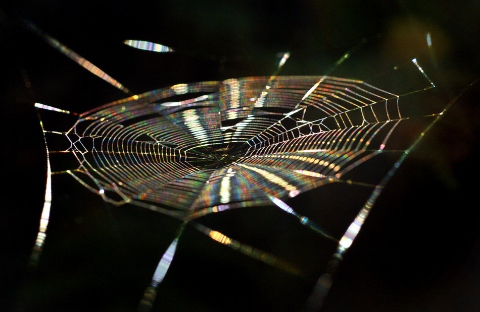 rainbow web closeup