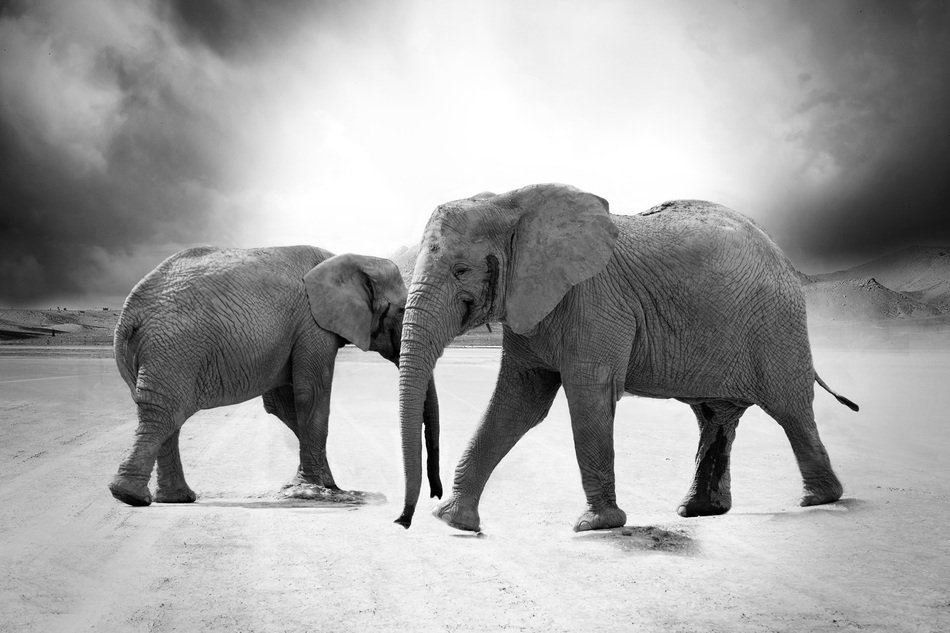 beautiful and delightful elephants