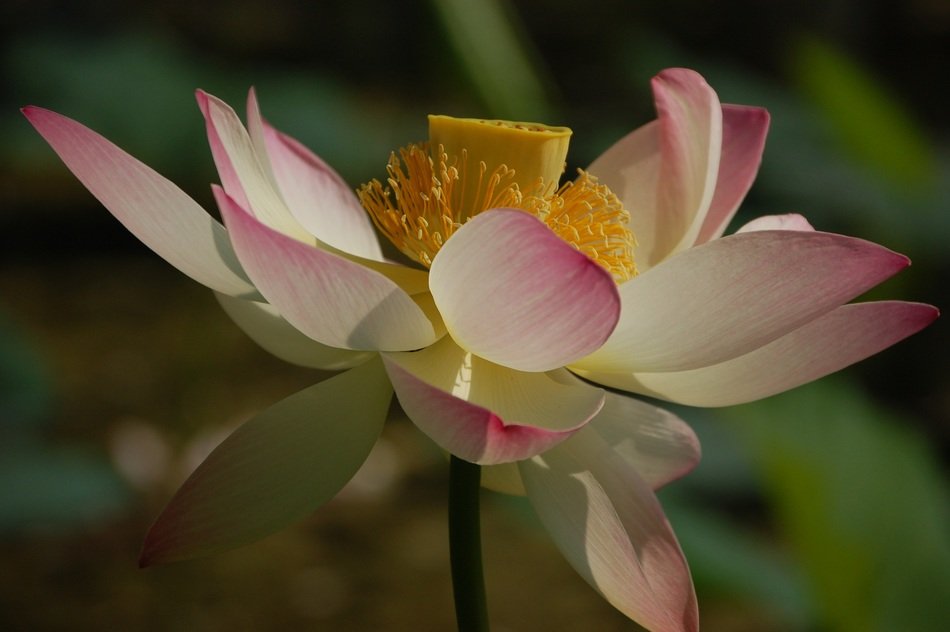 incredible beauty lotus