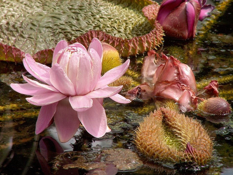 large pink lily