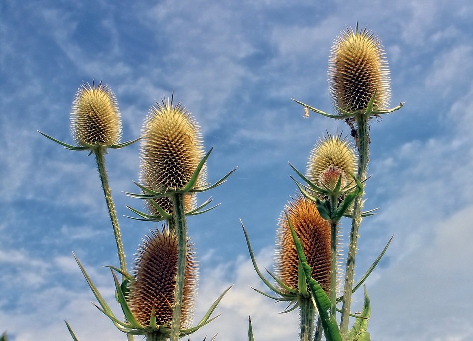 thistle edeldistel close-up against the sky