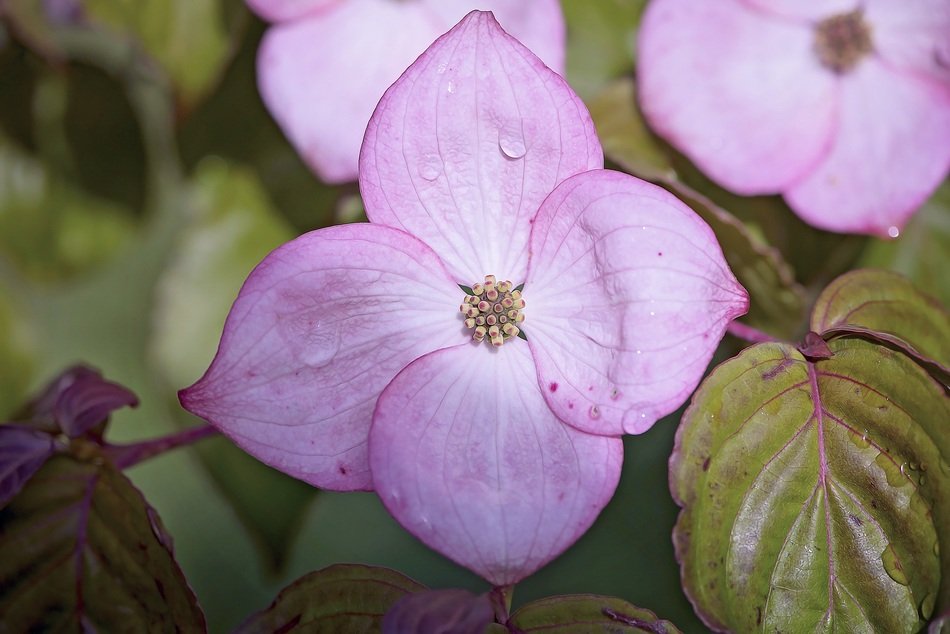 purple flowering of the ornamental dogwood tree