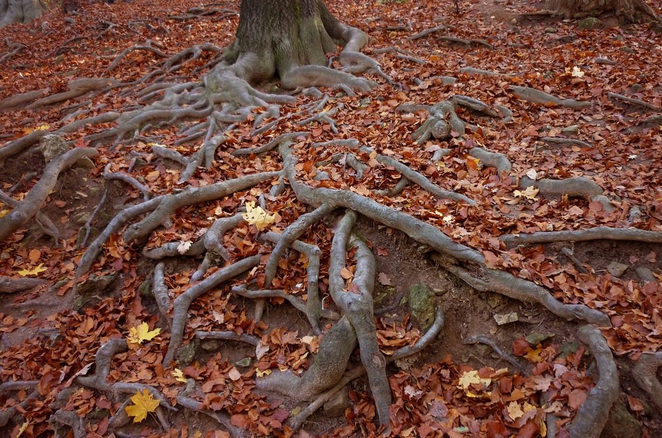Roots of the wood in autumn