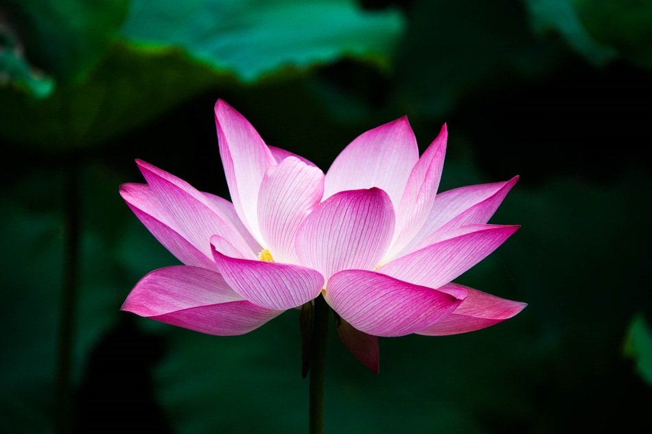 gently purple lotus flower in water