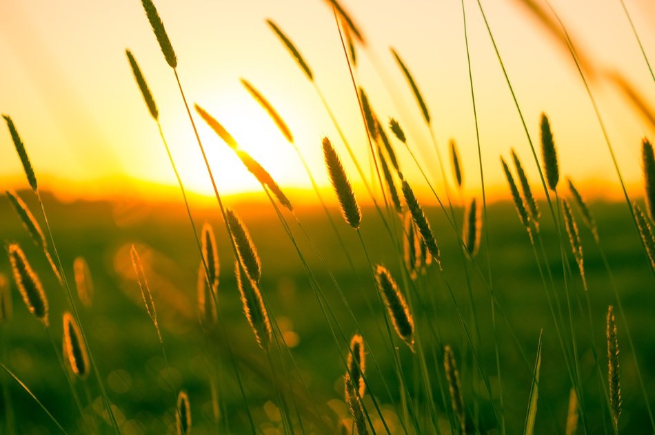 idillyc atmosphere of sunset