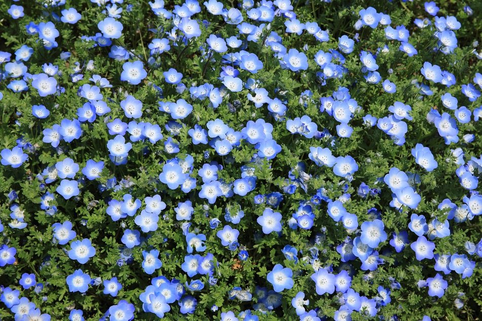 A lot of blue flowers