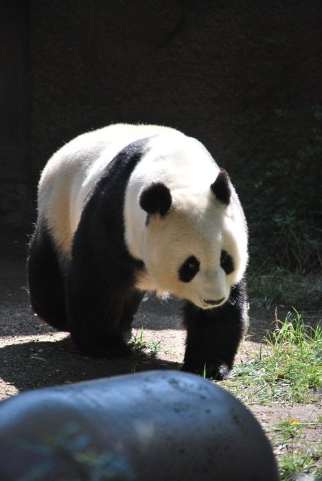 Panda in the forest