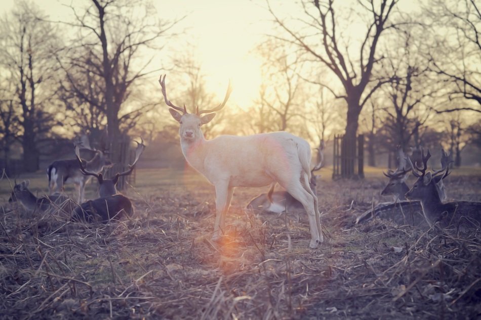 deer in the sun in the forest