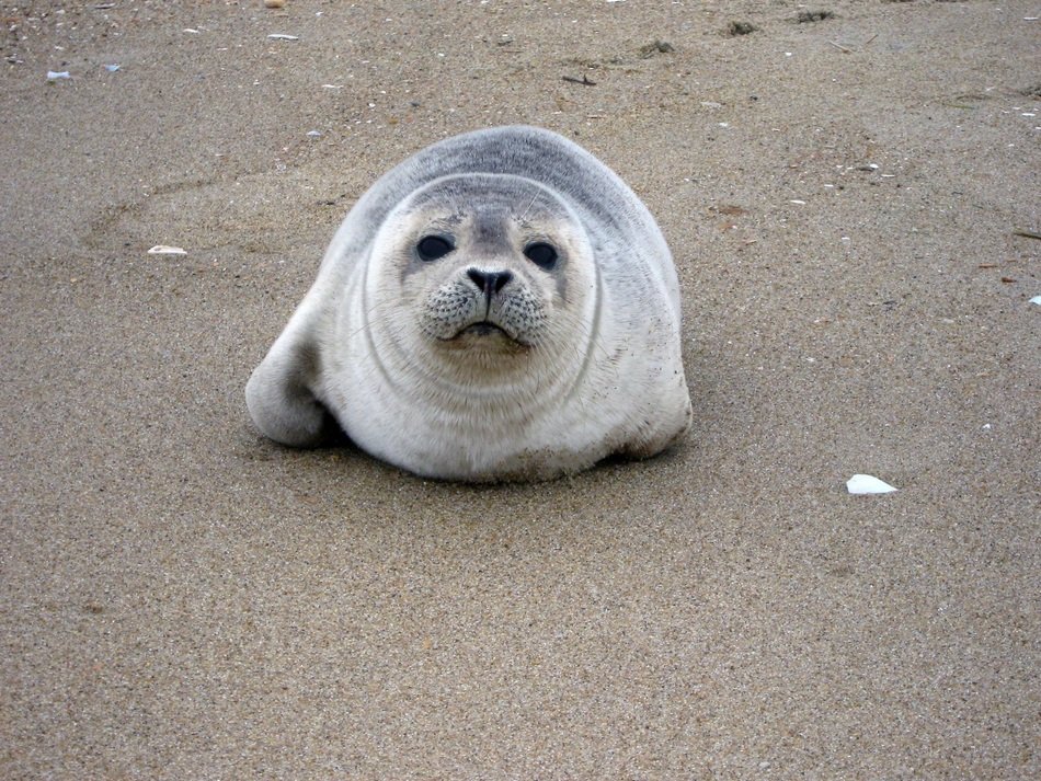 seal in the sand near the ocean closeup