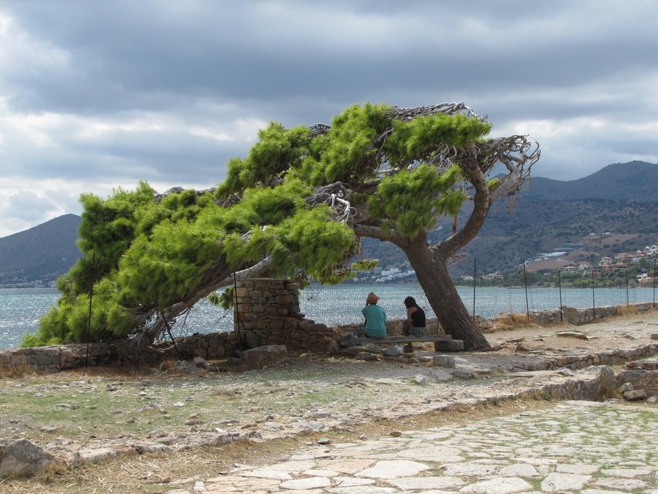 Picture of old tree on a beach