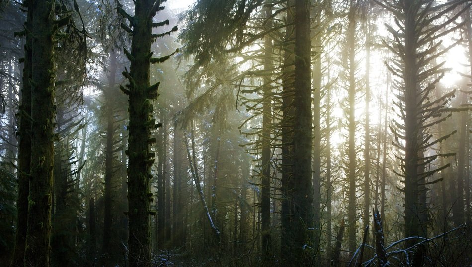 life beauty dark forest landscape