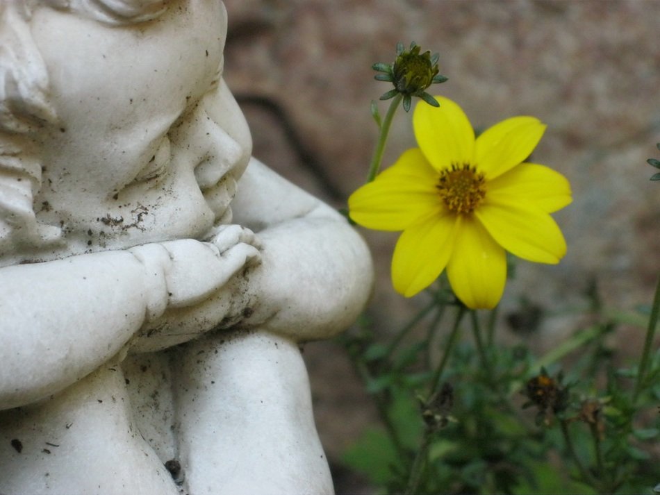 angel statue and bright yellow flower