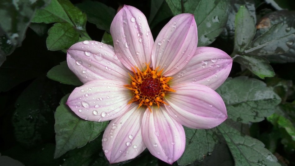 pale pink flower in the rain drops on the bush