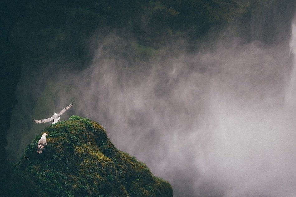 Two birds on mountain top