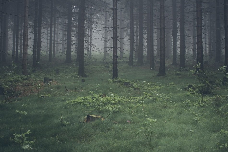 gloomy forest in the fog