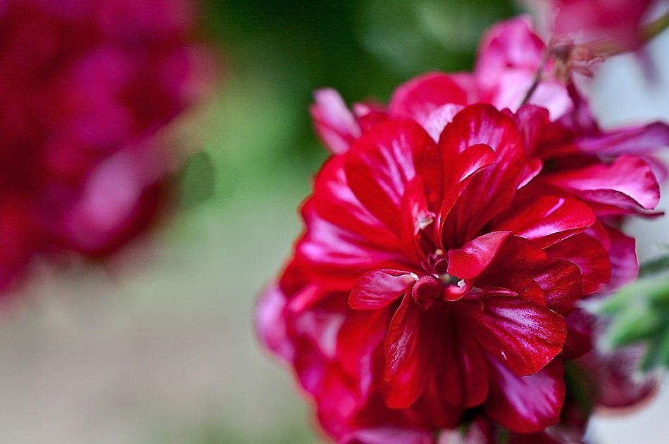 Red geranium in the garden