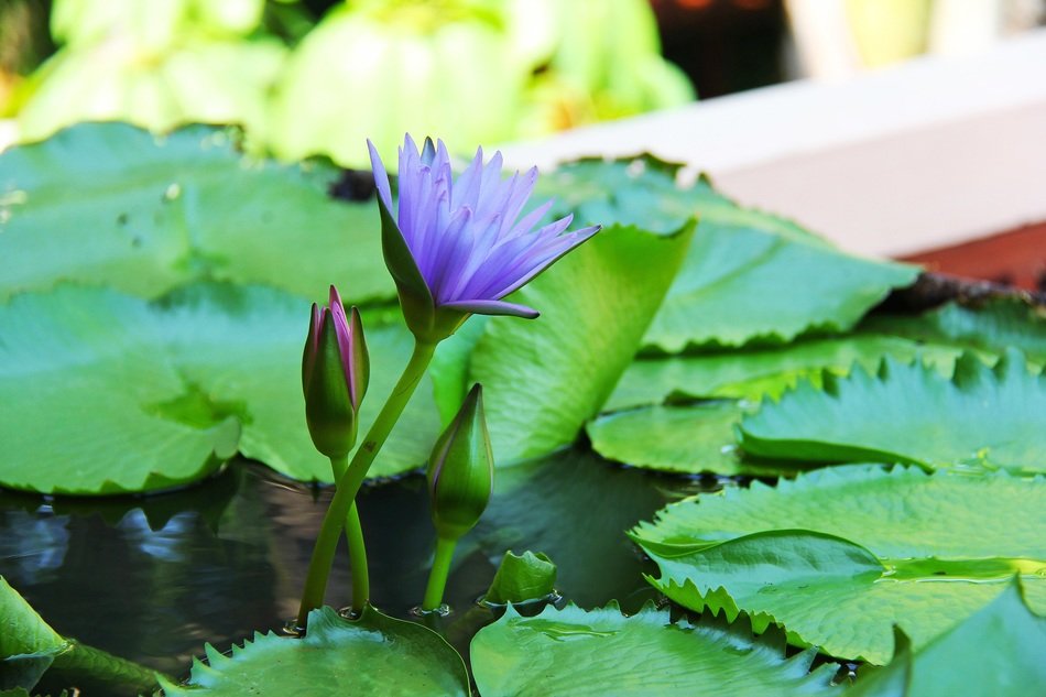 Growing purple water lily in Thailand