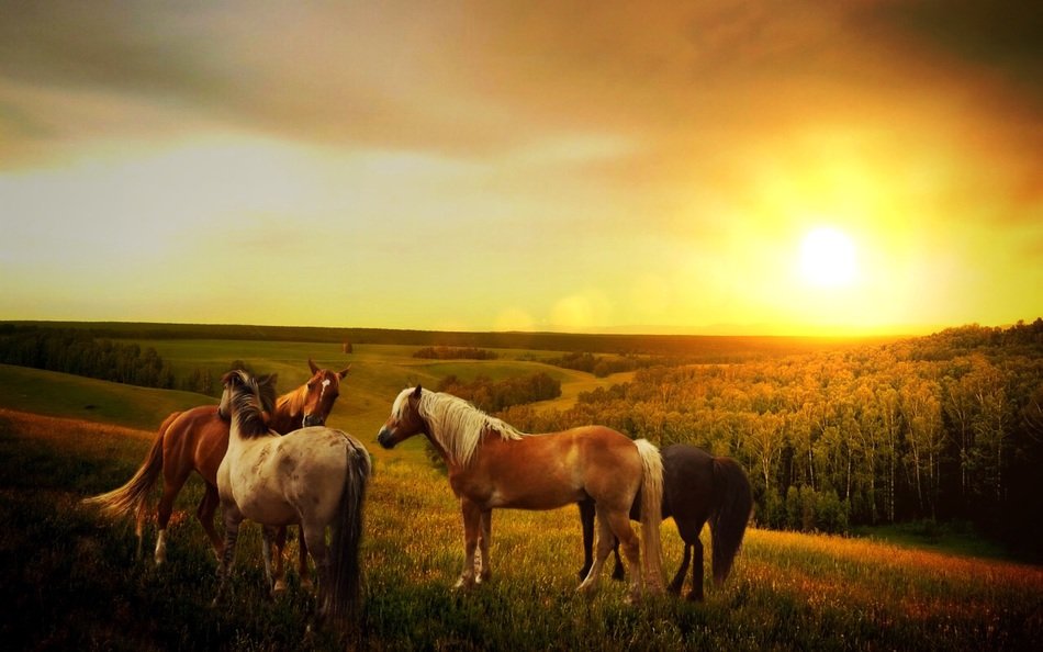 amazing beauty horses