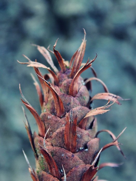 beautiful tree cones plant